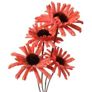 Dried Daisy Flowers | 3 Stems